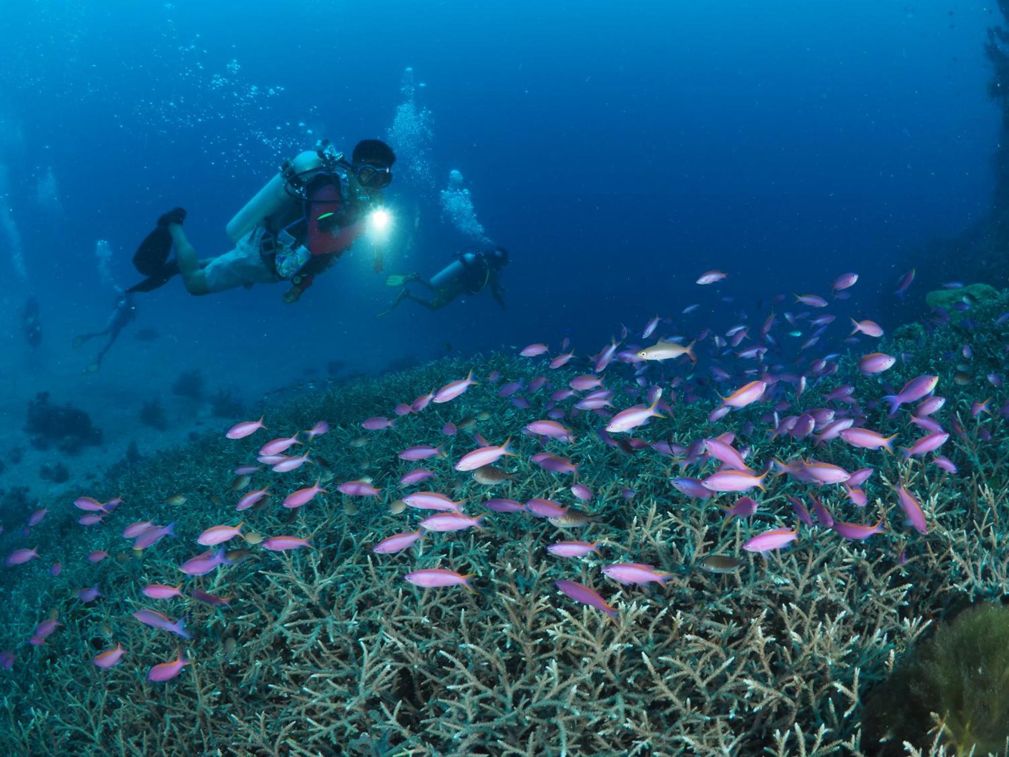Liberty'S Lodge And Diving - Apo Island Dumaguete City Exterior photo