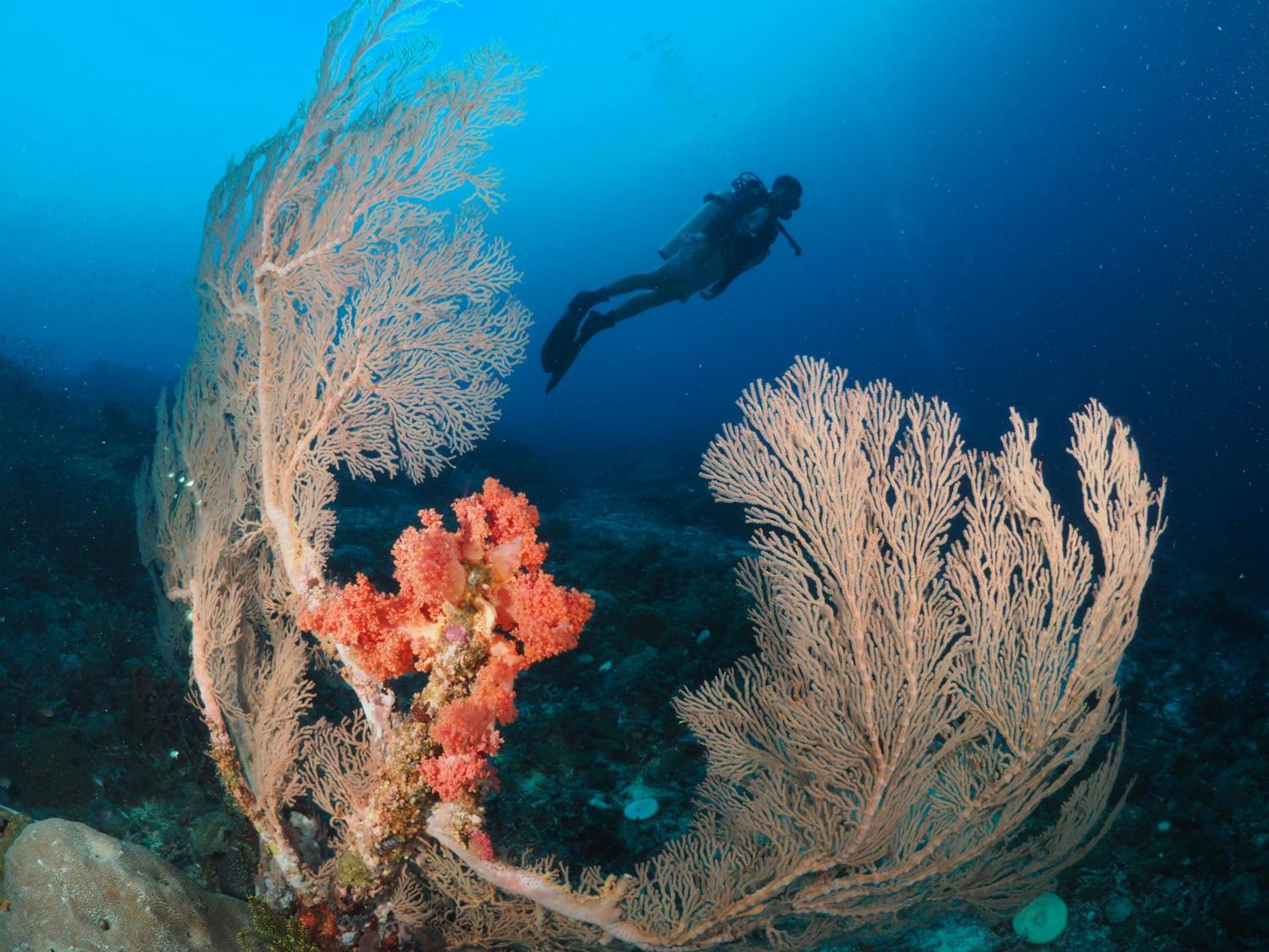 Liberty'S Lodge And Diving - Apo Island Dumaguete City Exterior photo