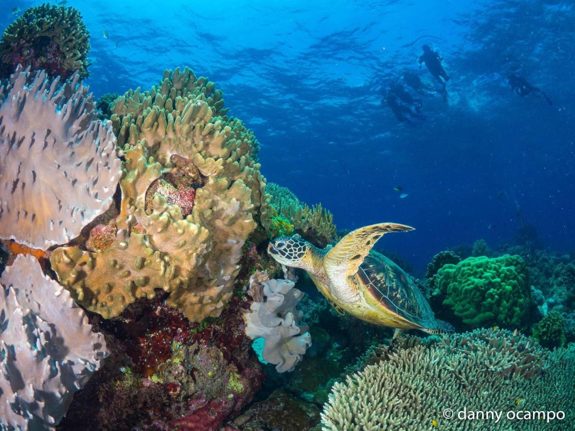 Liberty'S Lodge And Diving - Apo Island Dumaguete City Exterior photo