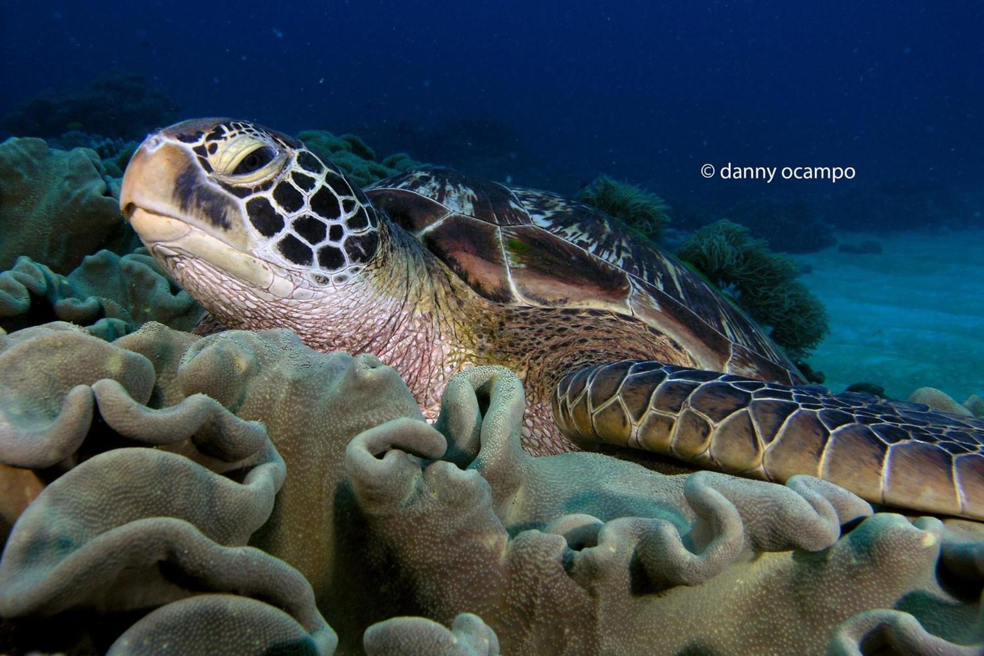 Liberty'S Lodge And Diving - Apo Island Dumaguete City Exterior photo