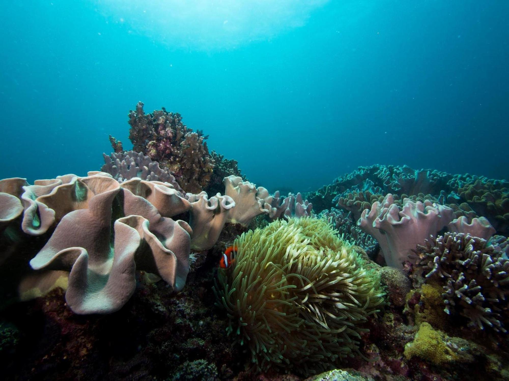 Liberty'S Lodge And Diving - Apo Island Dumaguete City Exterior photo