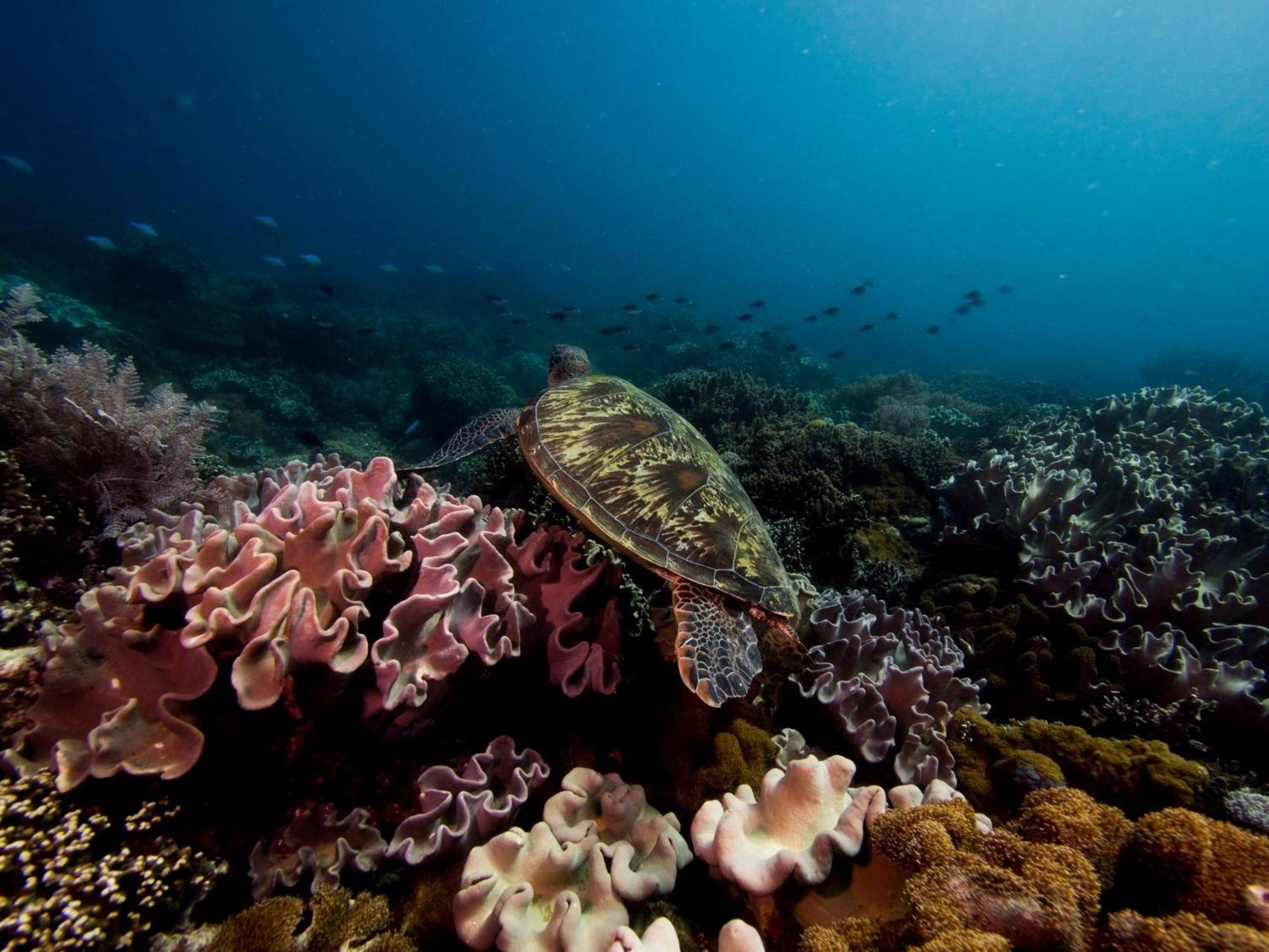 Liberty'S Lodge And Diving - Apo Island Dumaguete City Exterior photo