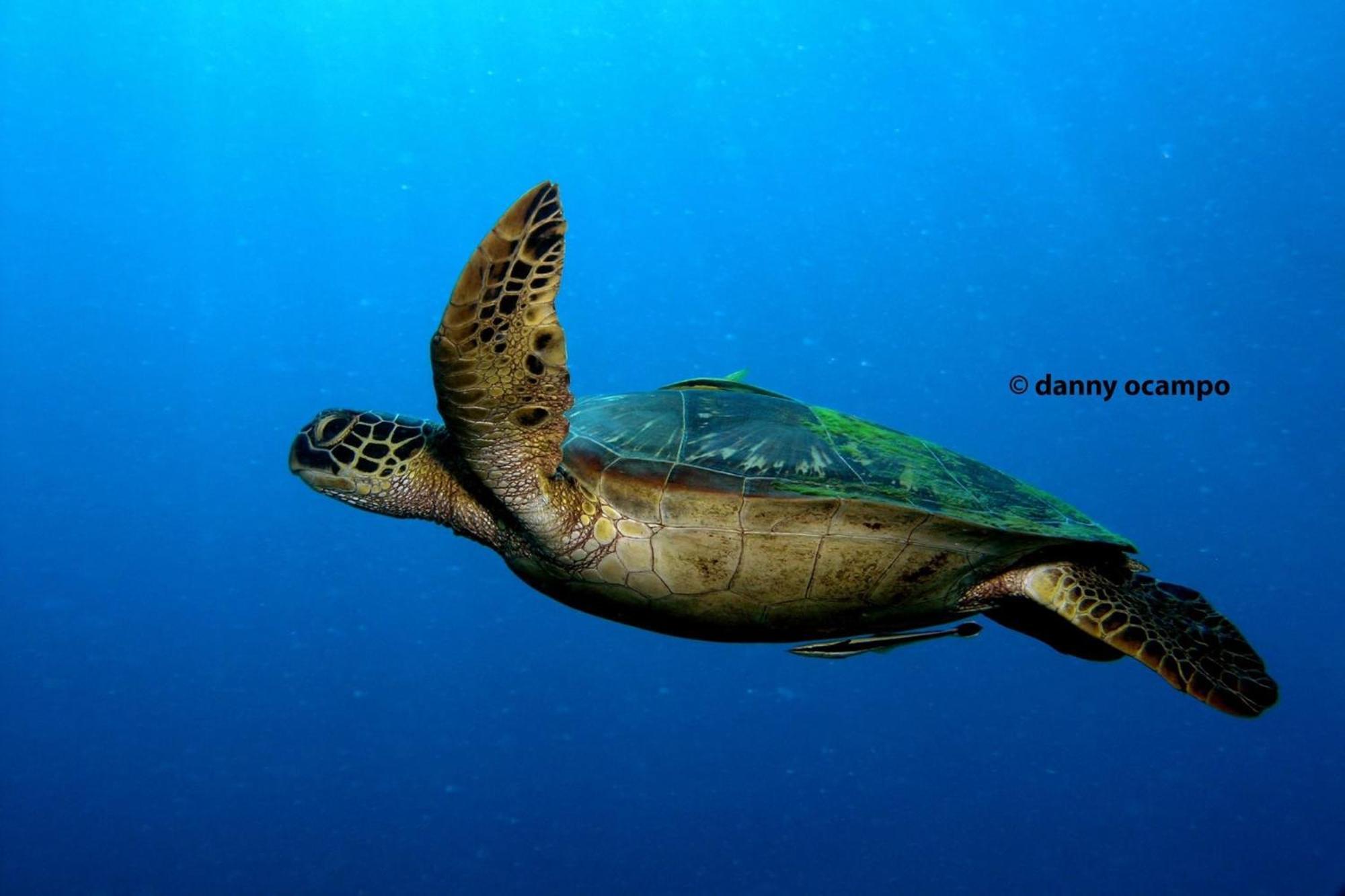 Liberty'S Lodge And Diving - Apo Island Dumaguete City Exterior photo
