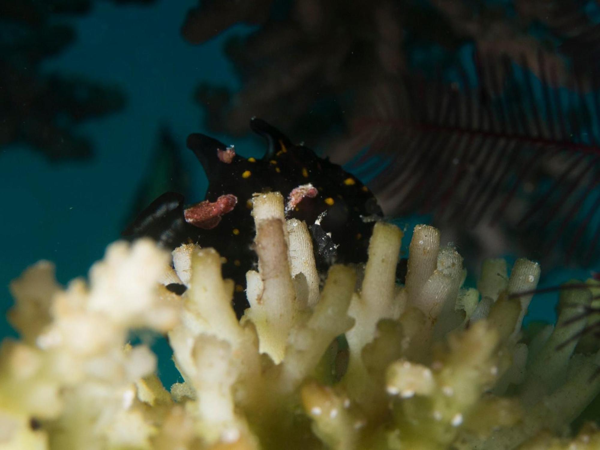 Liberty'S Lodge And Diving - Apo Island Dumaguete City Exterior photo